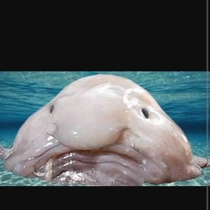 Meet your Posher, Percy